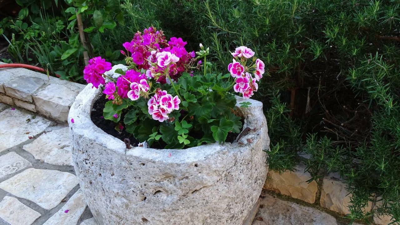 Apartamento App Sorgo Novigrad Istria Exterior foto